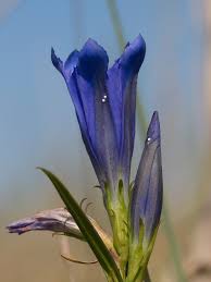 Attēlu rezultāti vaicājumam “Maculinea alcon eggs”