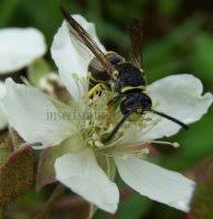 Attēlu rezultāti vaicājumam “Eumenidae”