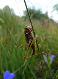 Attēlu rezultāti vaicājumam “Metrioptera brachyptera”