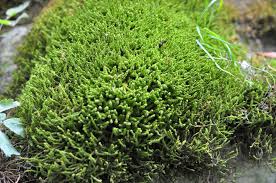 Attēlu rezultāti vaicājumam “Anomodon viticulosus”