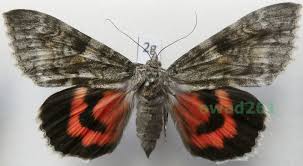 Attēlu rezultāti vaicājumam “Catocala nupta”