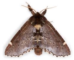 Attēlu rezultāti vaicājumam “Odontosia carmelita”