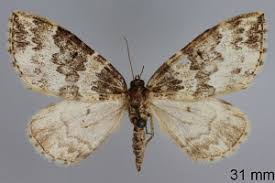 Attēlu rezultāti vaicājumam “Electrophaes corylata”