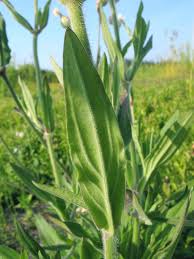 Attēlu rezultāti vaicājumam “Silene tatarica leaf”