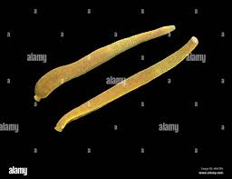 Attēlu rezultāti vaicājumam “Haemopis sanguisuga”