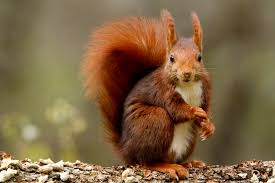 Attēlu rezultāti vaicājumam “Sciurus vulgaris”