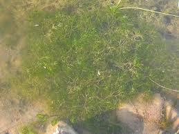 Attēlu rezultāti vaicājumam “Najas minor leaf”