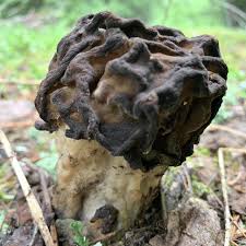 Attēlu rezultāti vaicājumam “Gyromitra”
