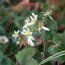 Attēlu rezultāti vaicājumam “Saxifraga cymbalaria fruit”