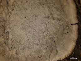 Attēlu rezultāti vaicājumam “Arthonia spadicea”