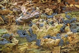 Attēlu rezultāti vaicājumam “Cribraria argillacea”