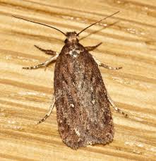 Attēlu rezultāti vaicājumam “Depressaria olerella imago”