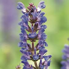 Image result for Salvia nemorosa