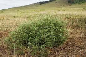 Image result for Artemisia gmelinii