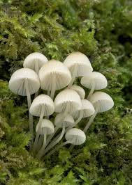 Attēlu rezultāti vaicājumam “Mycena pseudocorticola”