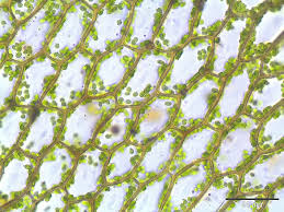 Attēlu rezultāti vaicājumam “Cinclidium stygium”