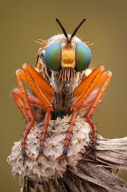 Attēlu rezultāti vaicājumam “macro”