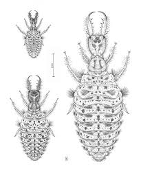 Attēlu rezultāti vaicājumam “Myrmeleontidae larva”
