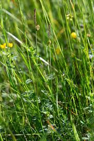 Attēlu rezultāti vaicājumam “Carex hostiana”