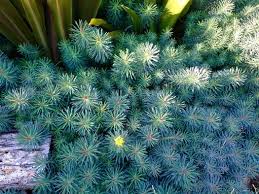 Attēlu rezultāti vaicājumam “Euphorbia cyparissias”