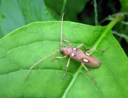 Attēlu rezultāti vaicājumam “Cerambycidae”