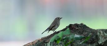 Image result for Ficedula albicilla