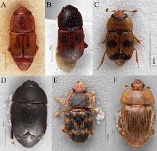 Attēlu rezultāti vaicājumam “Nitidulidae”