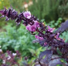 Attēlu rezultāti vaicājumam “Ocimum basilicum flower”