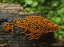 Attēlu rezultāti vaicājumam “Didymium xanthopus macro”