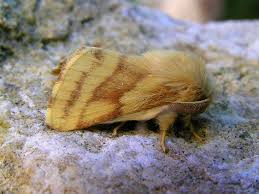 Attēlu rezultāti vaicājumam “Malacosoma castrensis male”