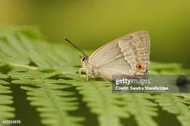 Attēlu rezultāti vaicājumam “Favonius quercus underside”
