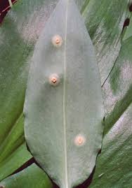 Attēlu rezultāti vaicājumam “Puccinia sessilis”