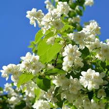 Attēlu rezultāti vaicājumam “Philadelphus lemoinei flower”