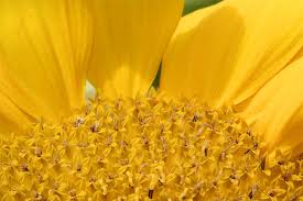Image result for Sonnenblume