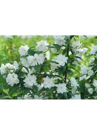 Attēlu rezultāti vaicājumam “Philadelphus coronarius”