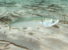 Image result for Mugil cephalus