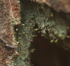 Attēlu rezultāti vaicājumam “Chaenotheca chlorella”