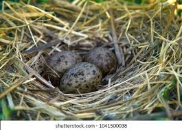 Attēlu rezultāti vaicājumam “Larus ridibundus eggs”