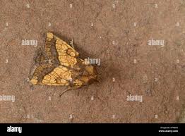 Attēlu rezultāti vaicājumam “Gortyna flavago”