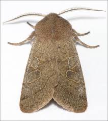 Attēlu rezultāti vaicājumam “Orthosia sp.”