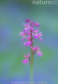 Attēlu rezultāti vaicājumam “Orchis mascula flower”
