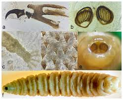 Attēlu rezultāti vaicājumam “Mellicta athalia larva”