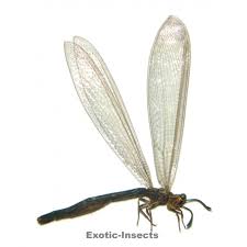 Attēlu rezultāti vaicājumam “Neuroptera”