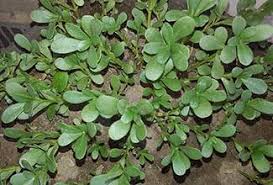 Attēlu rezultāti vaicājumam “Portulaca oleracea leaf”