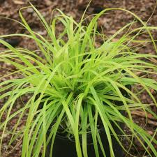 Attēlu rezultāti vaicājumam “Carex loliacea leaf”