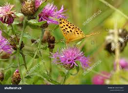 Attēlu rezultāti vaicājumam “Argynnis laodice underside”