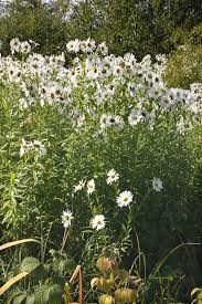 Image result for Leucanthemella serotina
