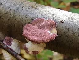 Attēlu rezultāti vaicājumam “Trichaptum biforme”