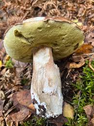 Attēlu rezultāti vaicājumam “Boletus edulis”