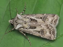 Attēlu rezultāti vaicājumam “Agrotis vestigialis”